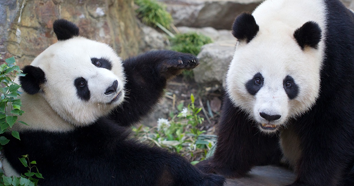 Close-up seekor panda yang menggemaskan sedang berbaring di atas batu besar, menatap kamera dengan rasa ingin tahu