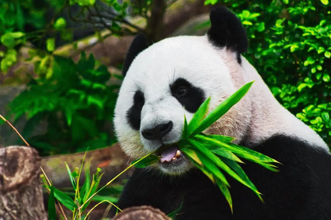  lucu seekor panda ketika sedang memakan bambu dengan antusias di taman penangkaran