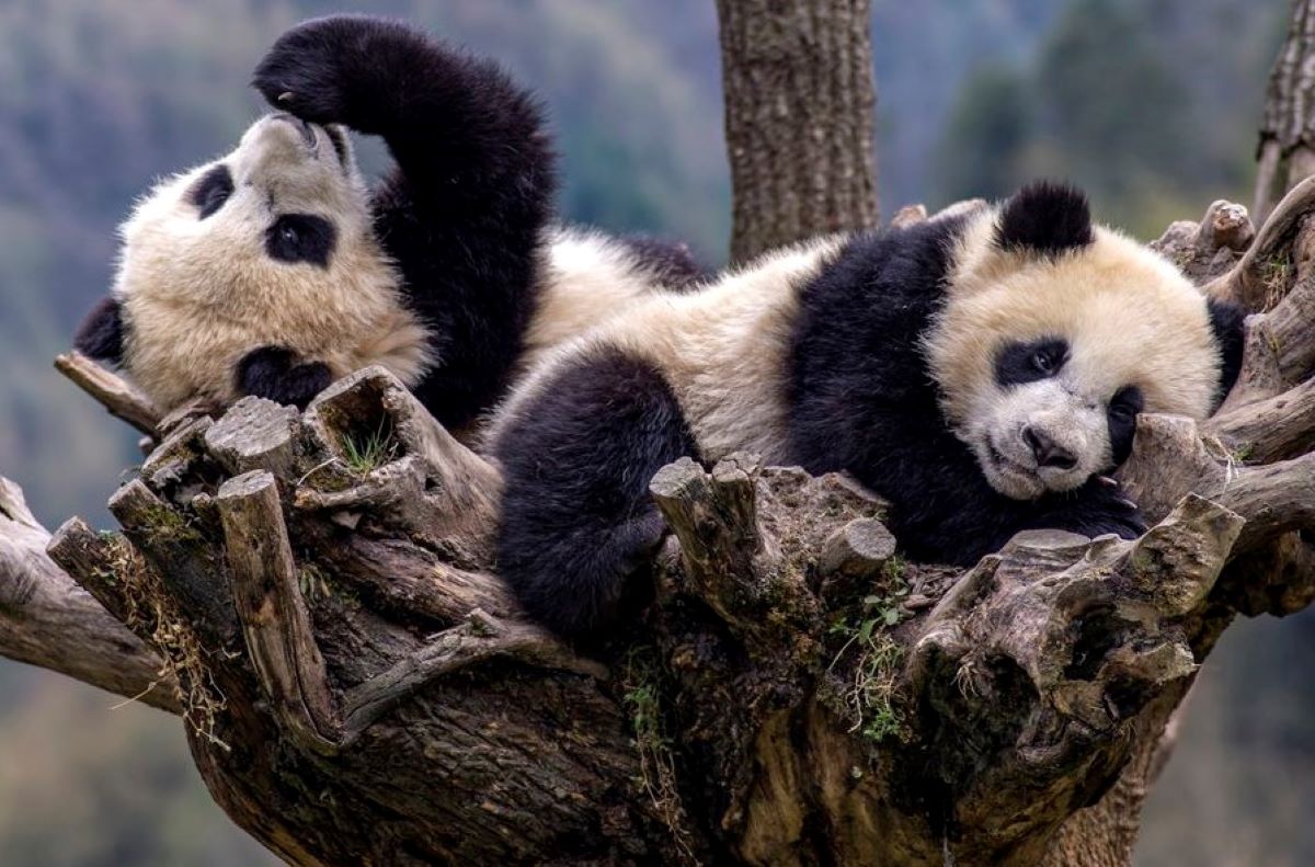 panda berwarna hitam dan putih sedang duduk santai di dalam hutan bambu