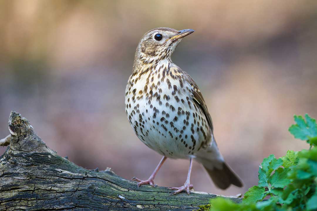 Deskripsi Fisik Song Thrush