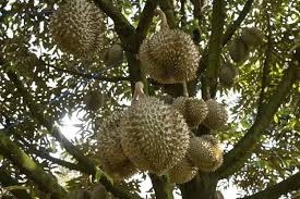 Pohon Durian