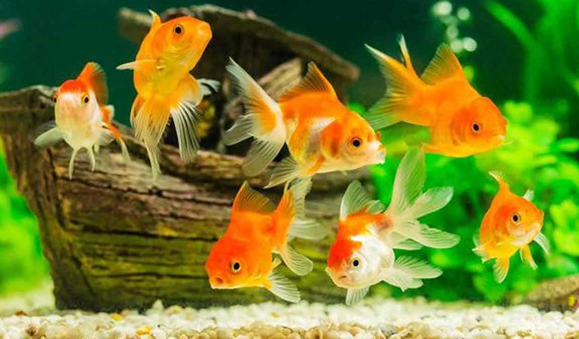 Ikan Mas Koki