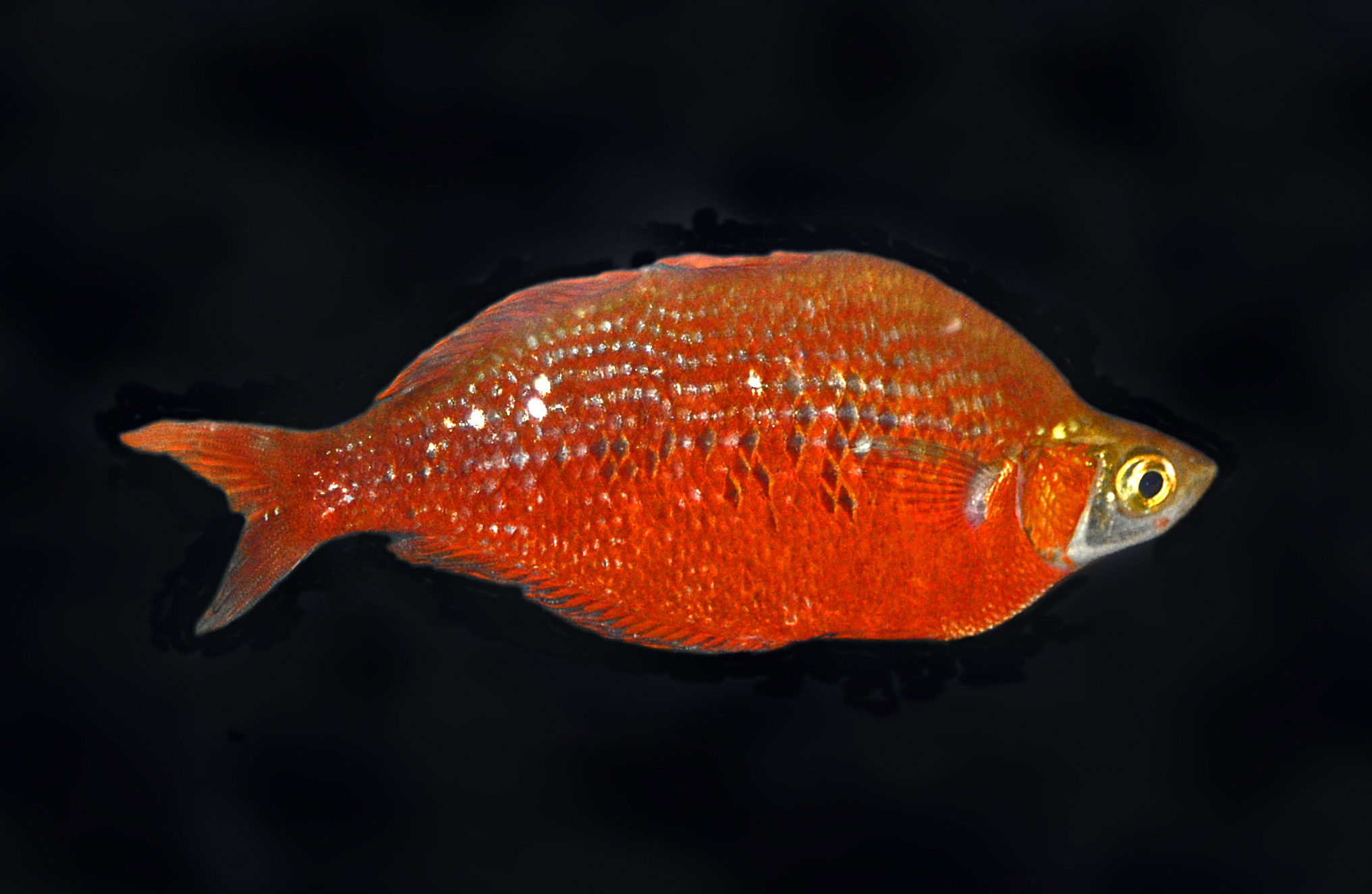 Ikan Rainbow Merah
