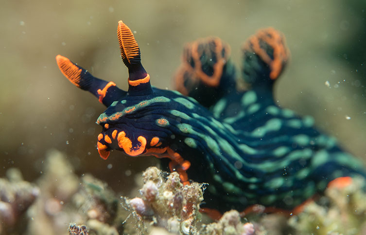 Nudibranch