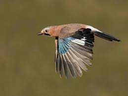 Eurasian Jay