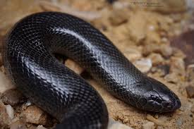 Mole Viper