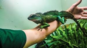 Chinese Water Dragon