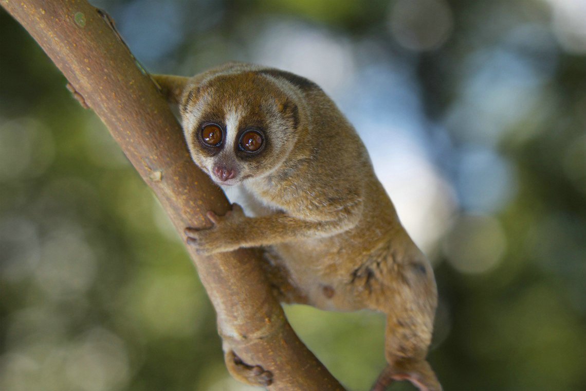 Slow Loris
