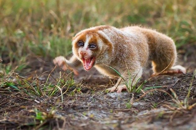 Slow Loris