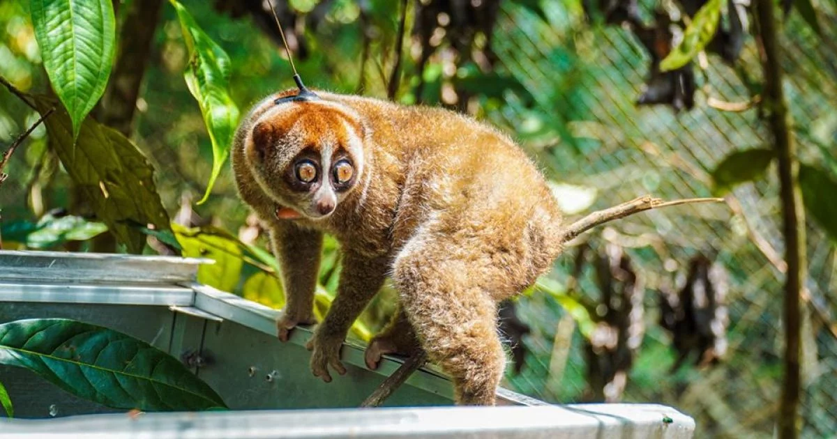 Slow Loris