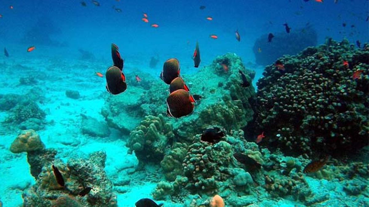 Taman Laut Rubiah