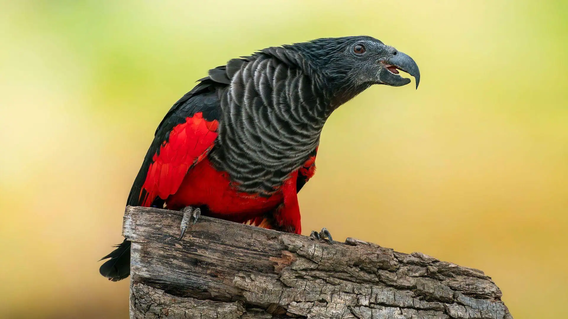 Kembalinya Sang Penunggu Gelap dari Kepunahan Burung Beo Malam