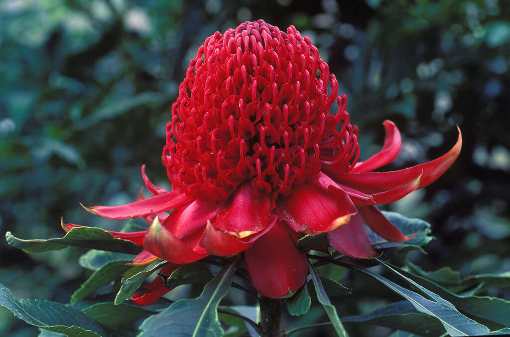 Waratah