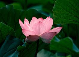 Bunga Lotus