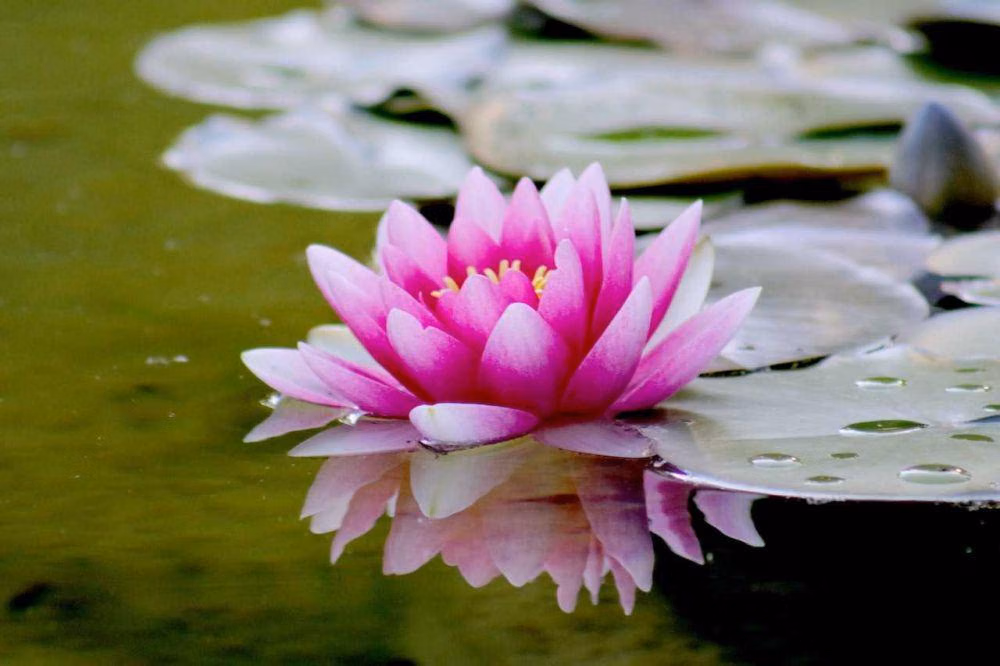 Langkah Praktis Menanam Lotus dari Biji atau Rimpang