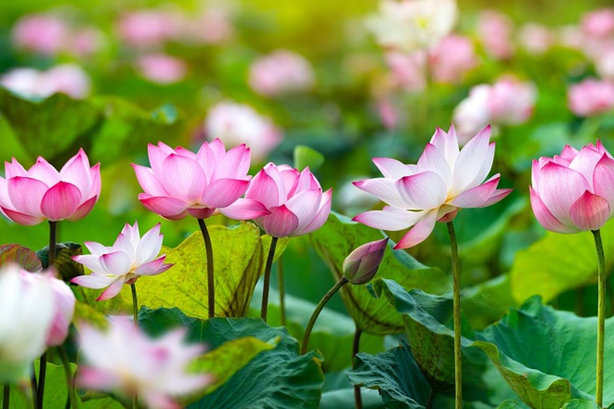 Mengapa Bunga Lotus Menjadi Pilihan Favorit untuk Pemula