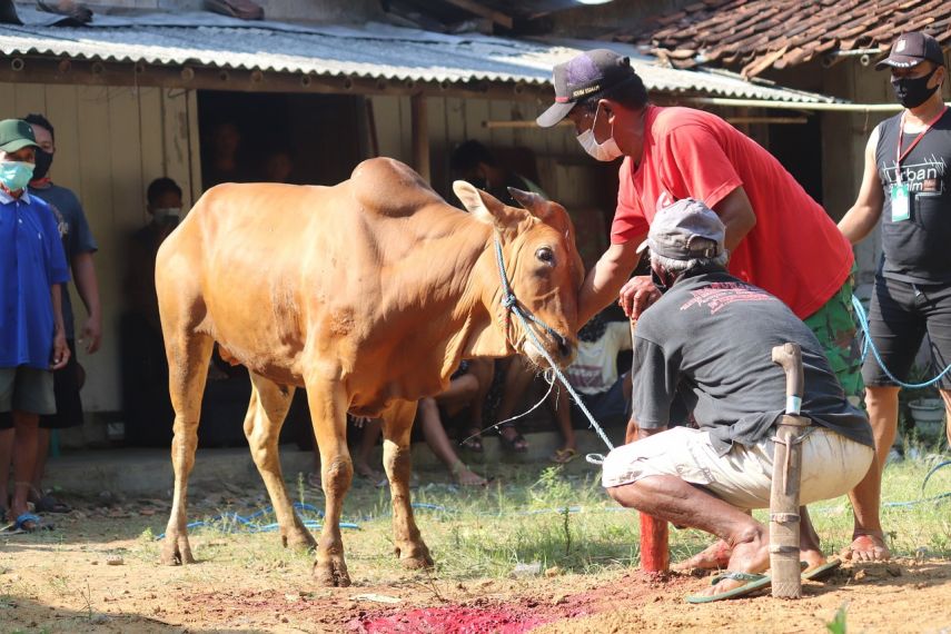 Tradisi Kurban Kini Lebih Modern dan Higienis