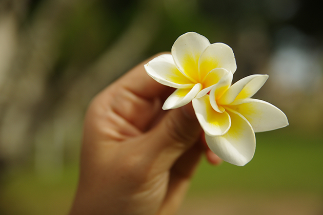 Dok Champa