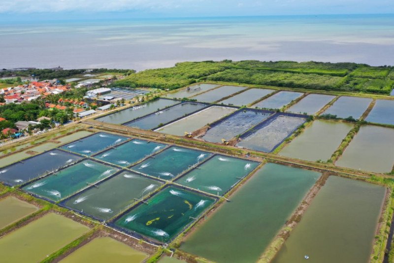 Permintaan Udang Terus Naik dari Tahun ke Tahun